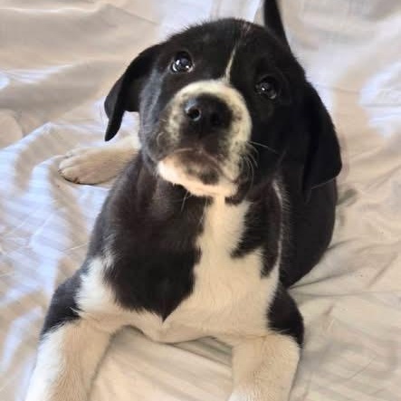 Sox (NCCR), adopted, Puppy Male Great Pyrenees.
