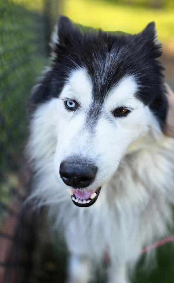 Enlarge Yeti, a Adoptable mixed breed in Monterey, CA image 1/5