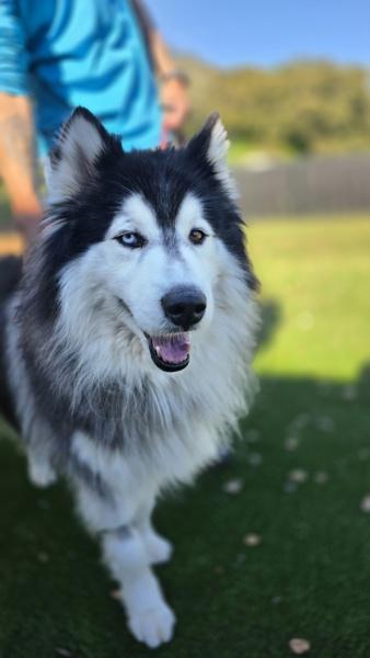 Enlarge Yeti, a Adoptable mixed breed in Monterey, CA image 2/5