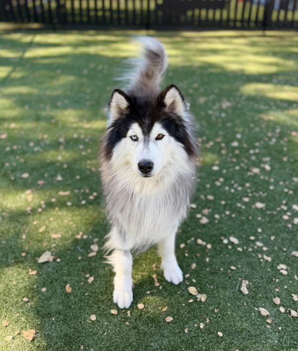 Enlarge Yeti, a Adoptable mixed breed in Monterey, CA image 3/5