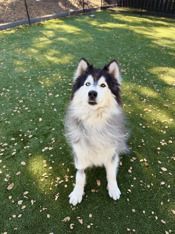 Enlarge Yeti, a Adoptable mixed breed in Monterey, CA image 4/5