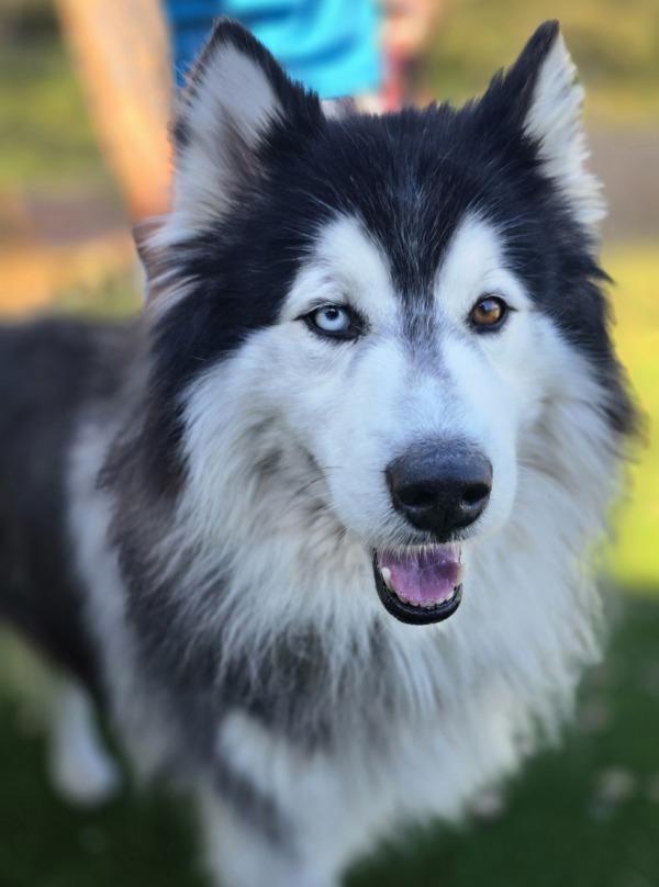 Enlarge Yeti, a Adoptable mixed breed in Monterey, CA image 5/5
