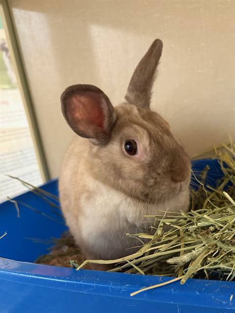Enlarge ANGEL, a Adoptable Bunny Rabbit in Toronto, ON image 1/1