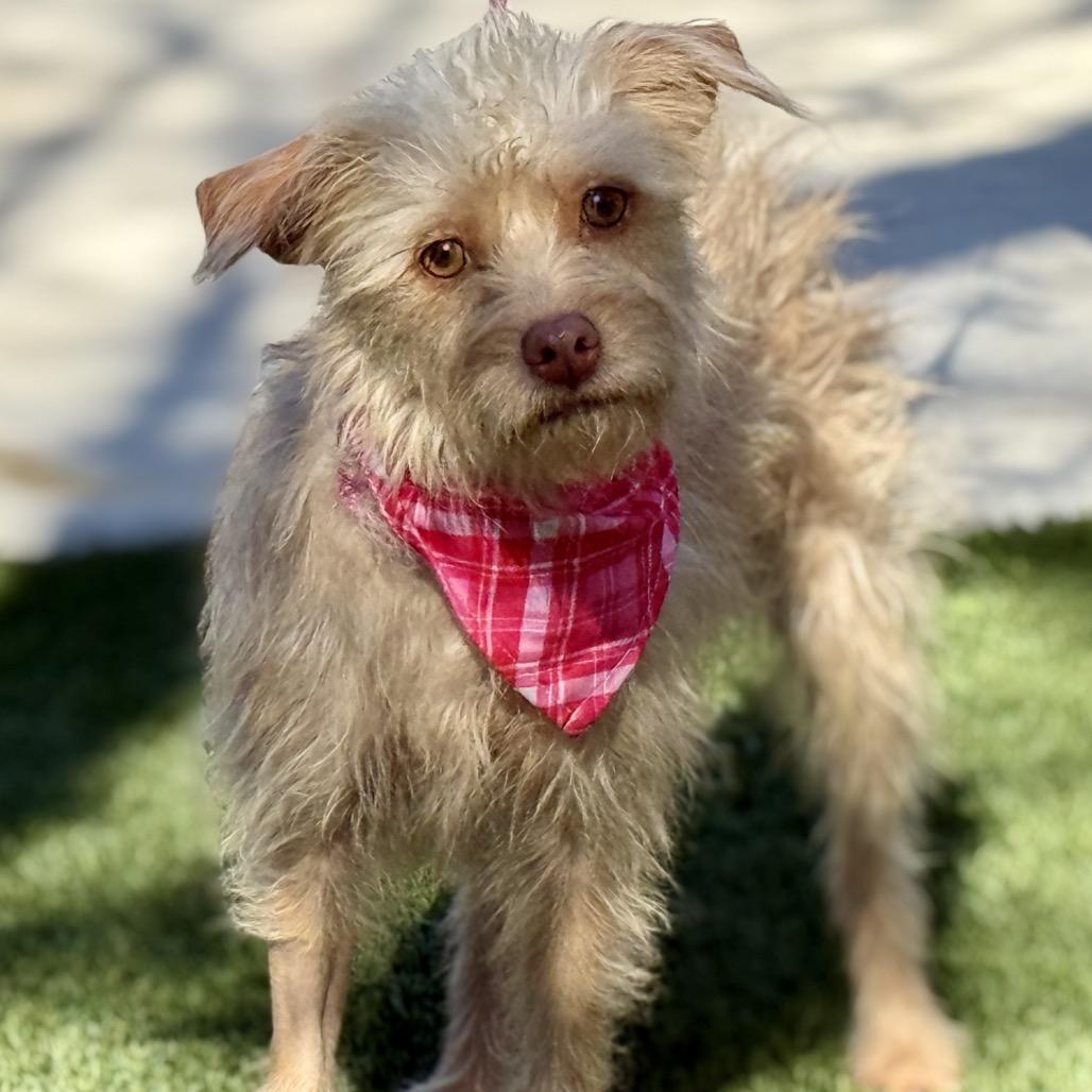 Enlarge Fiona, a Adoptable mixed breed in San Antonio, TX image 5/6