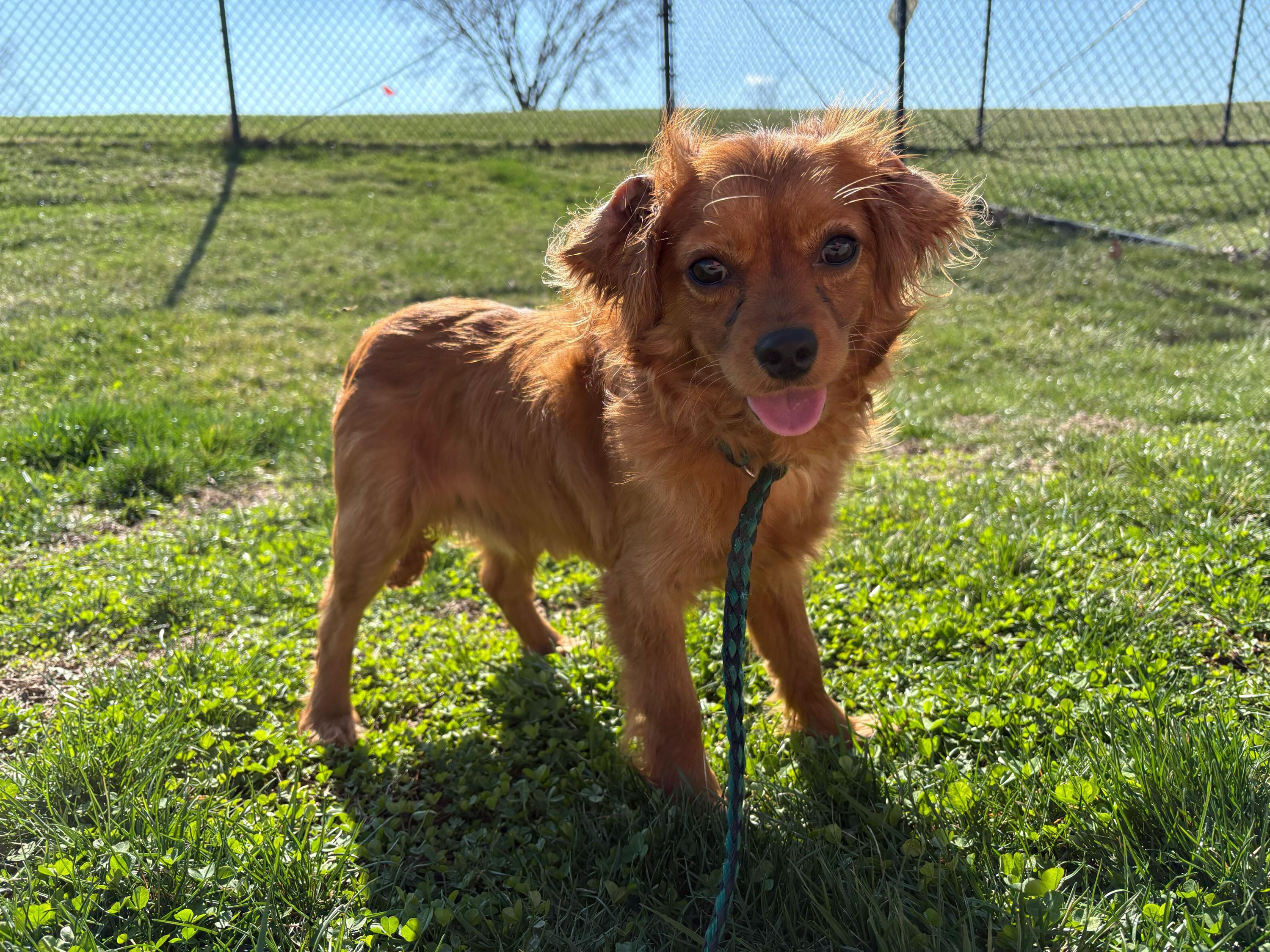 Enlarge Cheeto , a ADOPTABLE mixed breed in O'Fallon, MO image 1/1