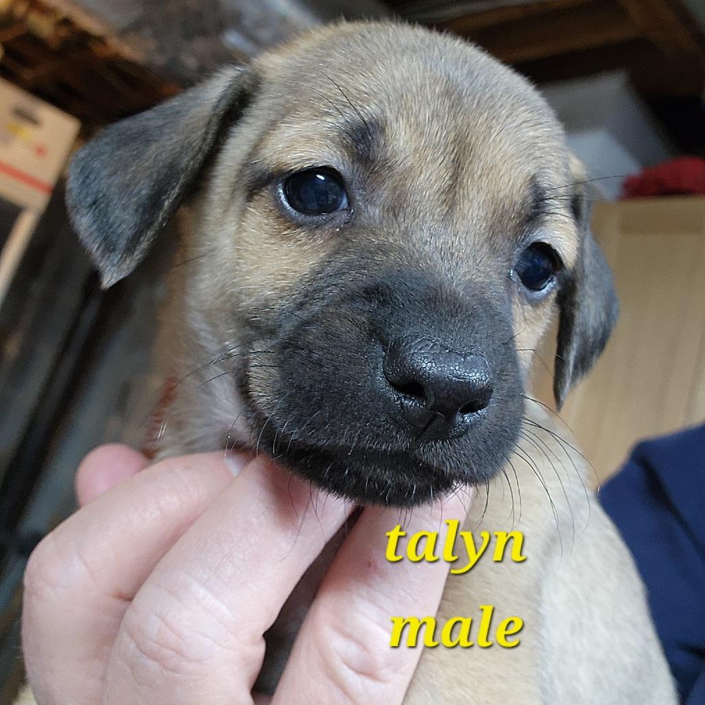 Talyn — thumbnail 2