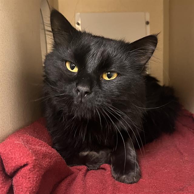 ZOOBOOKS, Adoptable, Adult Male Domestic Short Hair.