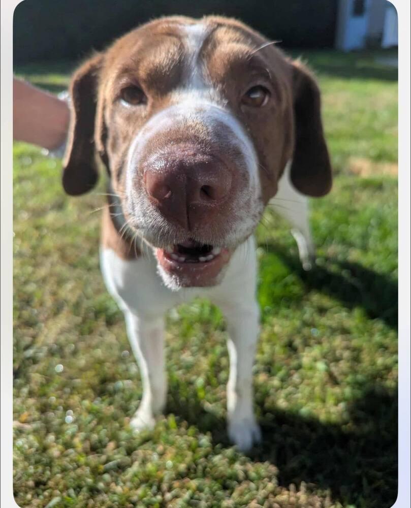 Lila, Adoptable, Adult Female Shar-Pei & Labrador Retriever.