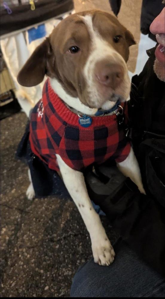 Lila, a Adoptable mixed breed in Huntington, NY image 2/4