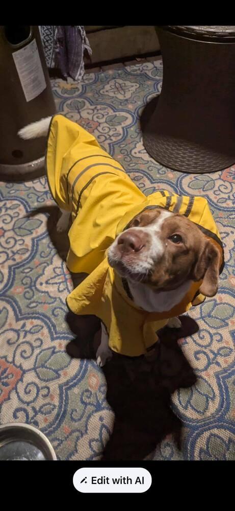 Lila, a Adoptable mixed breed in Huntington, NY image 3/4