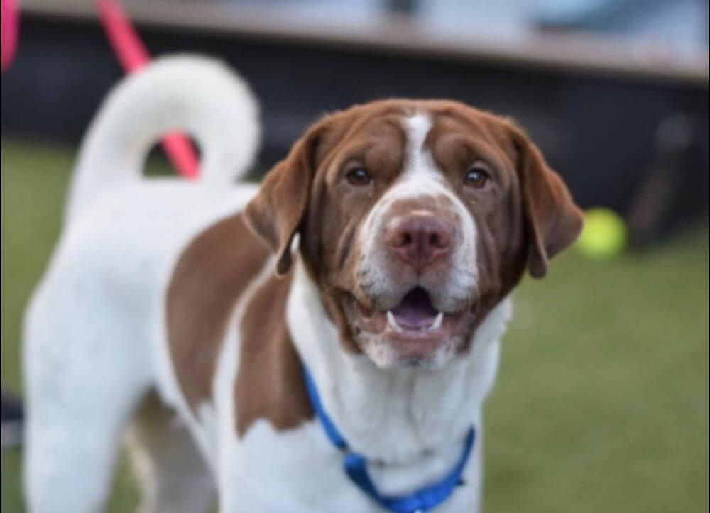 Lila, a Adoptable mixed breed in Huntington, NY image 4/4