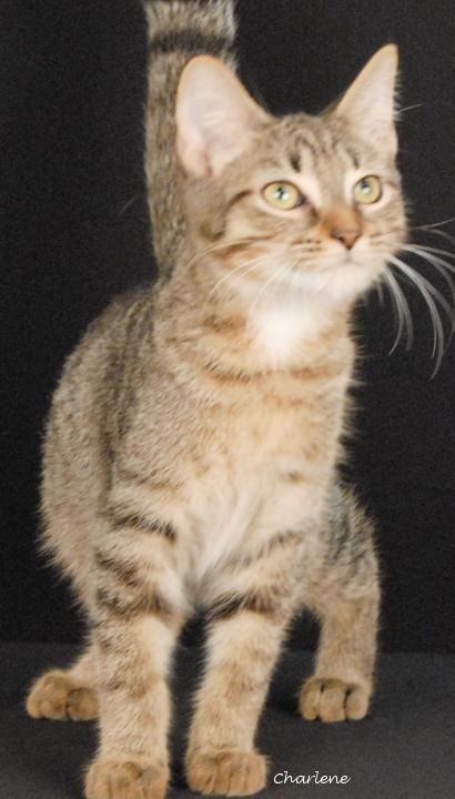 Enlarge Born to Play, a Adoptable mixed breed in Newland, NC image 2/2