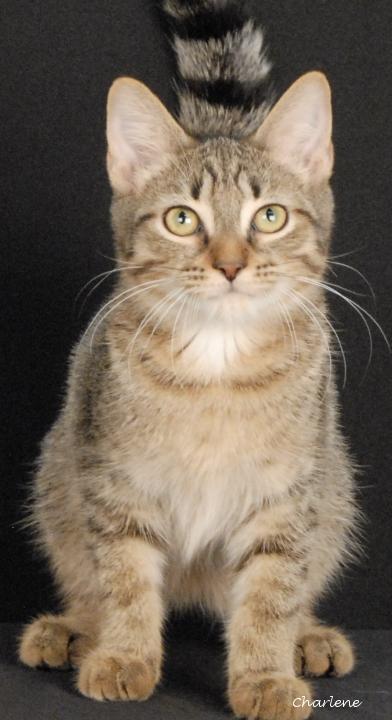 Enlarge Born to Play, a Adoptable mixed breed in Newland, NC image 1/2