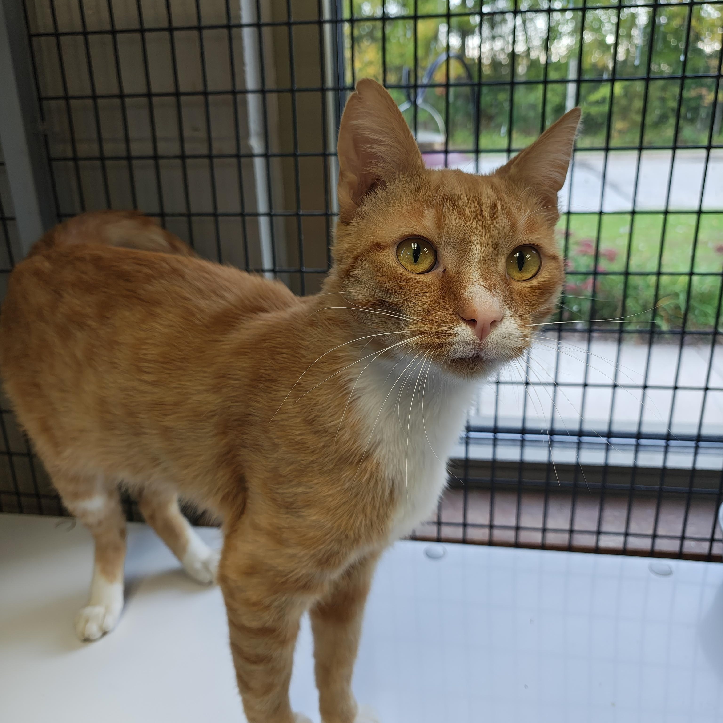 Enlarge Skater Boi, a Adopted Domestic Short Hair in Oconto, WI image 4/4