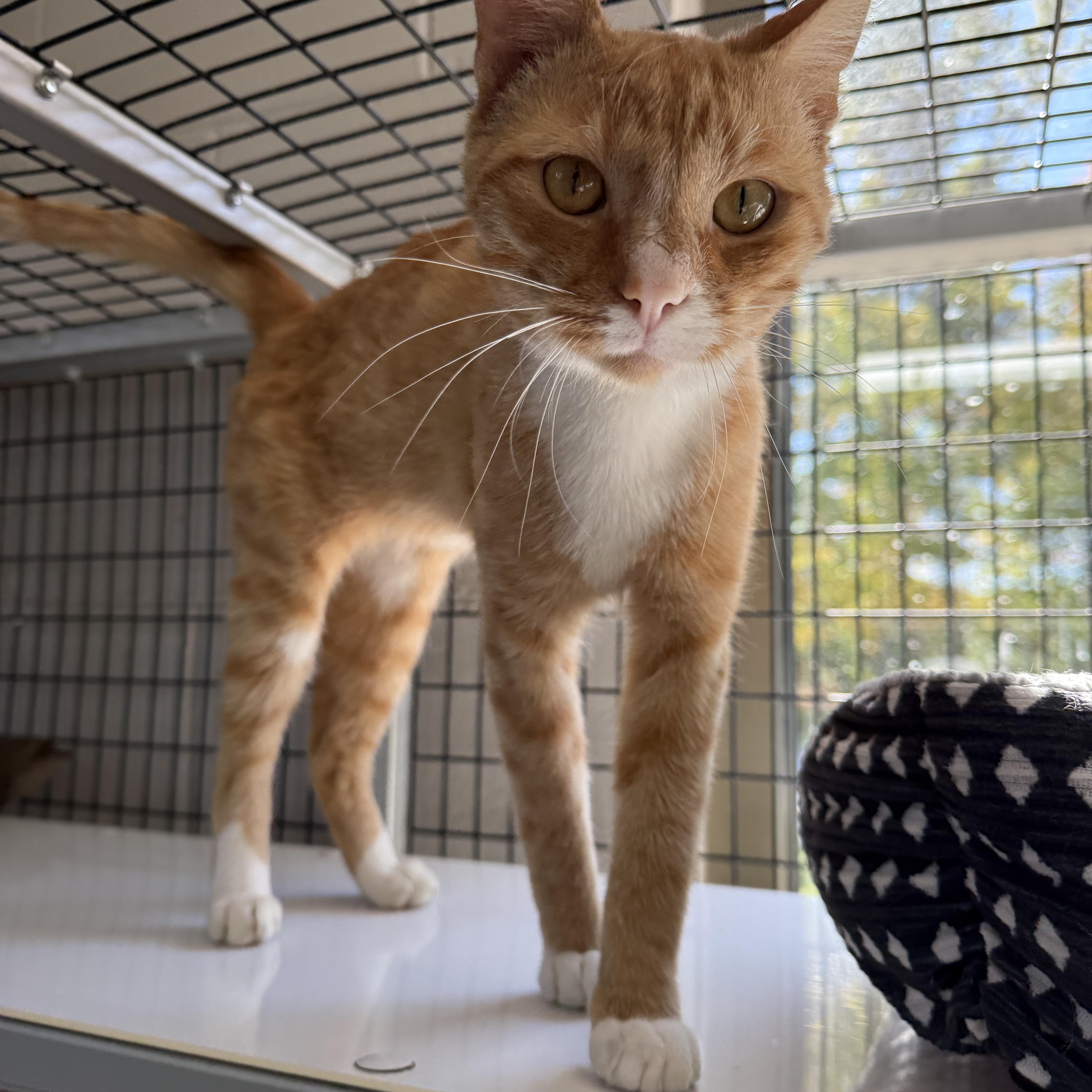 Enlarge Skater Boi, a Adopted Domestic Short Hair in Oconto, WI image 1/4