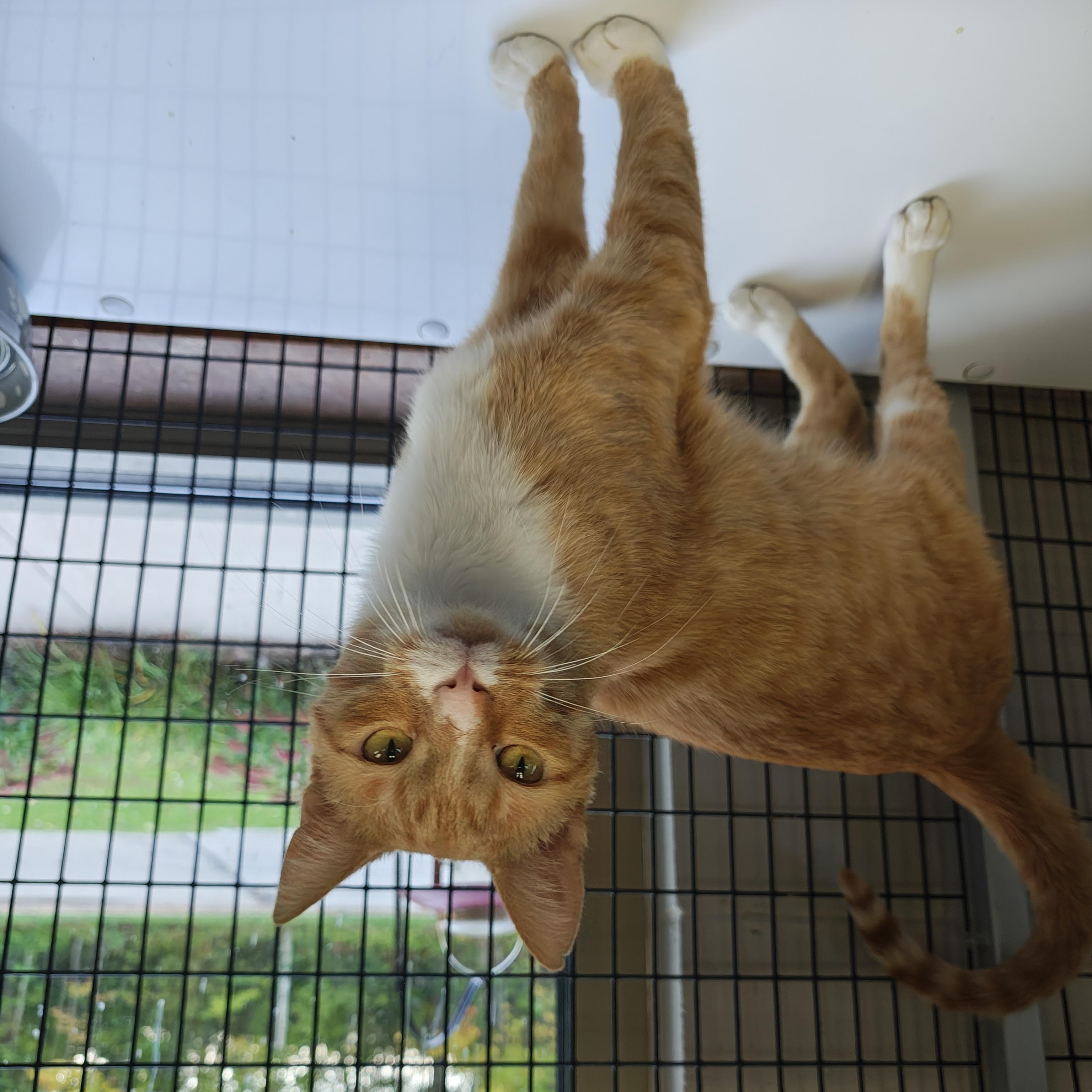 Enlarge Skater Boi, a Adopted Domestic Short Hair in Oconto, WI image 2/4