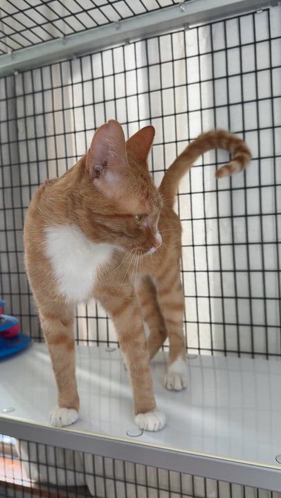 Enlarge Skater Boi, a Adopted Domestic Short Hair in Oconto, WI video 3/4