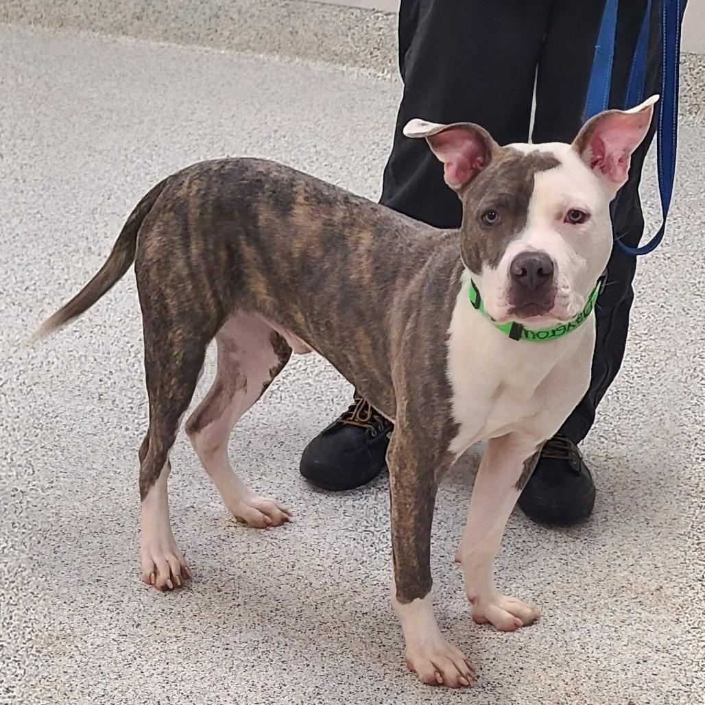 Jiminy, a Adoptable mixed breed in Oak Park, IL image 1/6