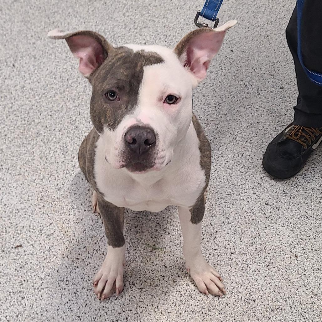 Jiminy, a Adoptable mixed breed in Oak Park, IL image 2/6