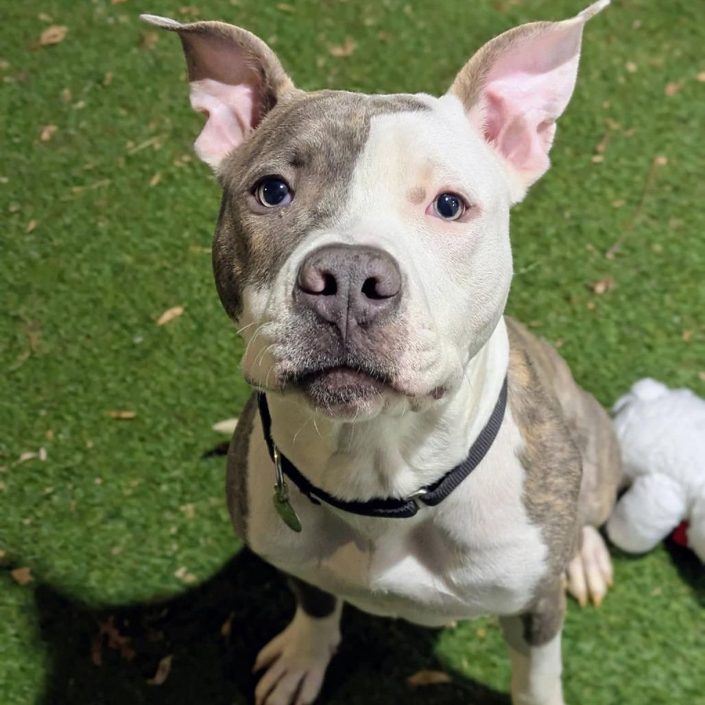 Jiminy, a Adoptable mixed breed in Oak Park, IL image 3/6