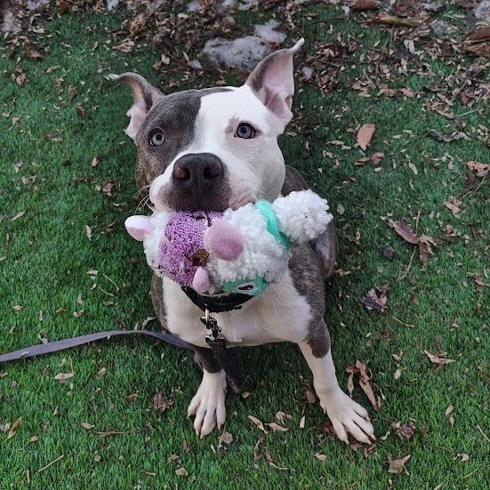 Jiminy, a Adoptable mixed breed in Oak Park, IL image 4/6