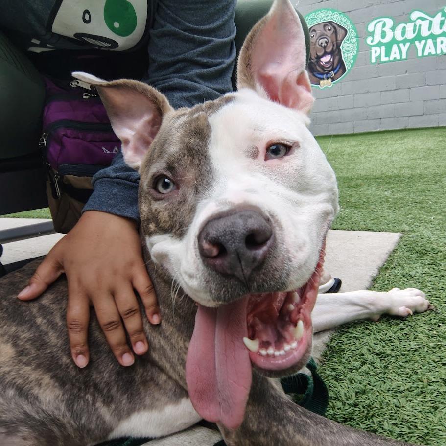 Jiminy, a Adoptable mixed breed in Oak Park, IL image 5/6