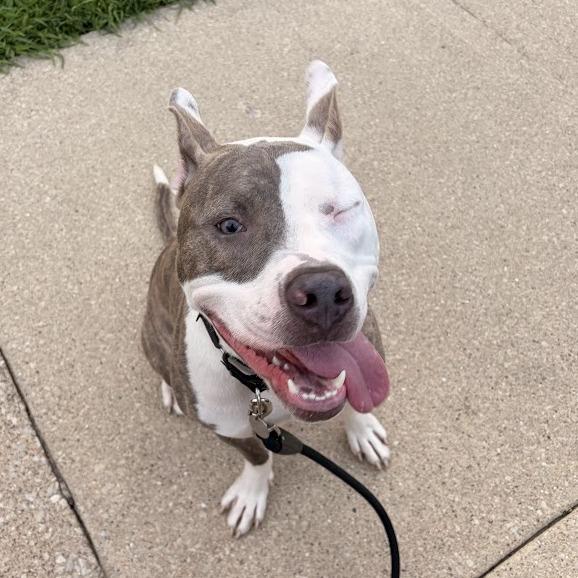 Enlarge Jiminy, a Adoptable mixed breed in Oak Park, IL image 5/6