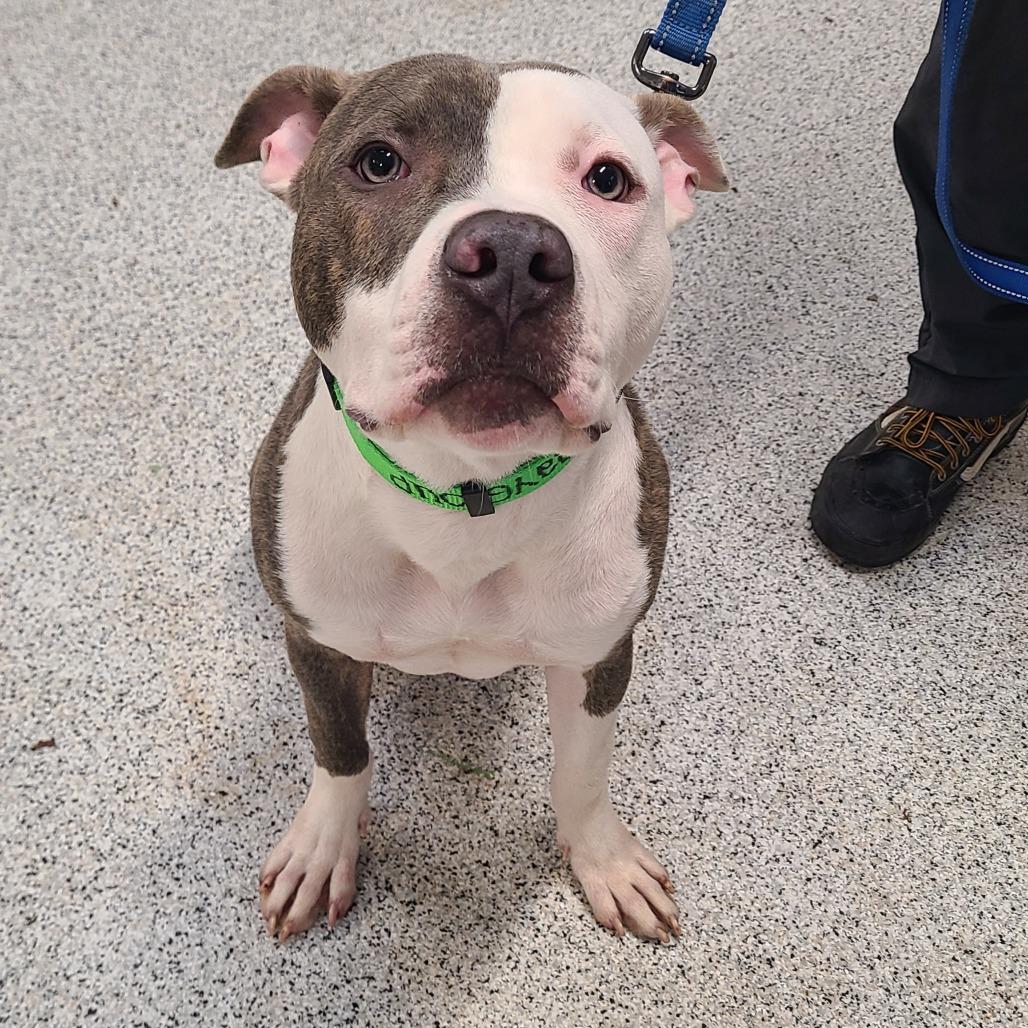 Jiminy, a Adoptable mixed breed in Oak Park, IL image 6/6