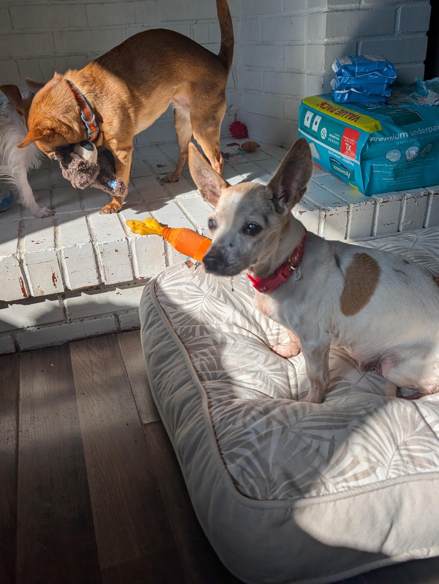 Enlarge Grandma Chi, a Adoptable Chihuahua in Fishkill, NY image 3/4