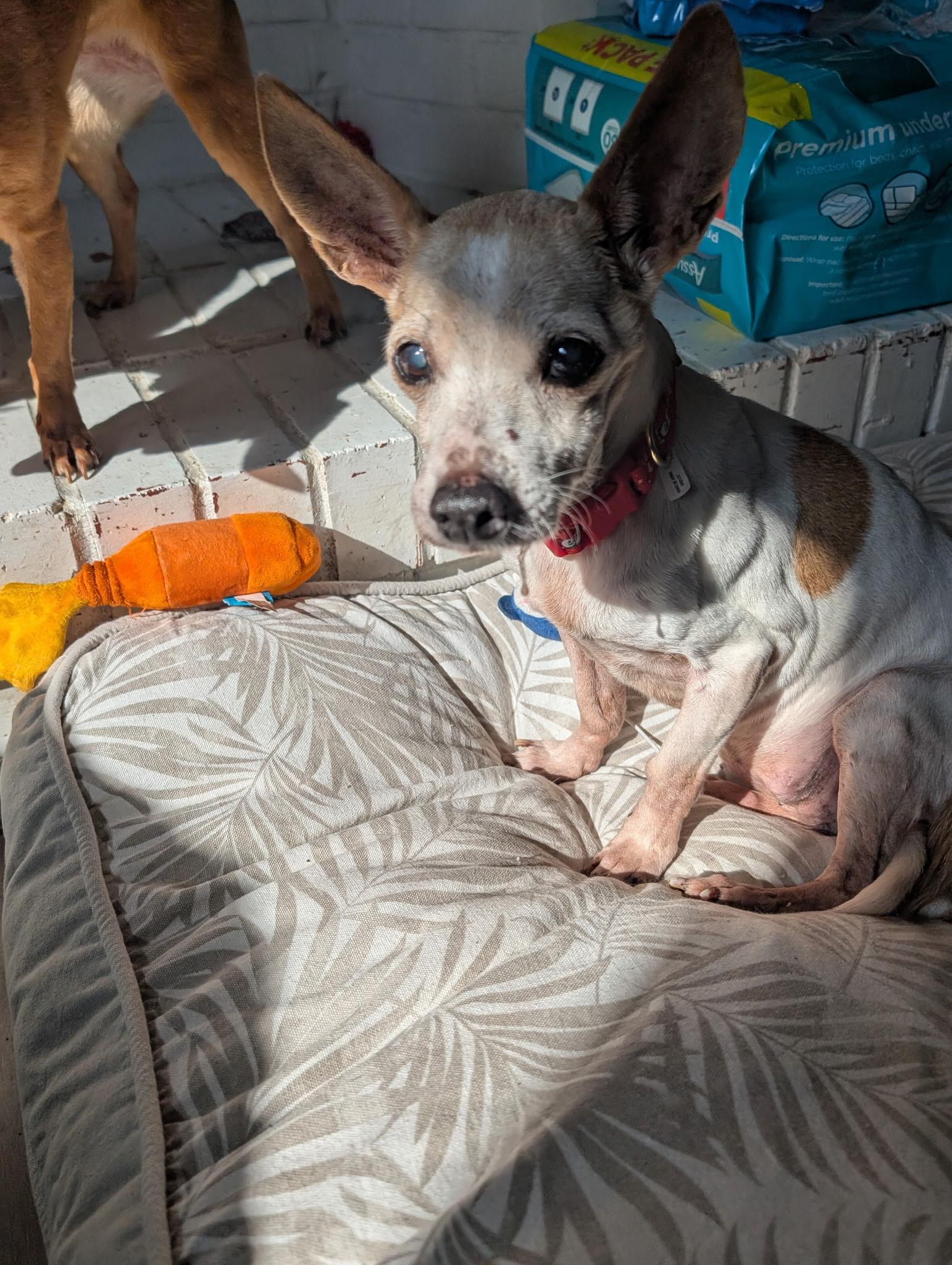 Enlarge Grandma Chi, a Adoptable Chihuahua in Fishkill, NY image 4/4