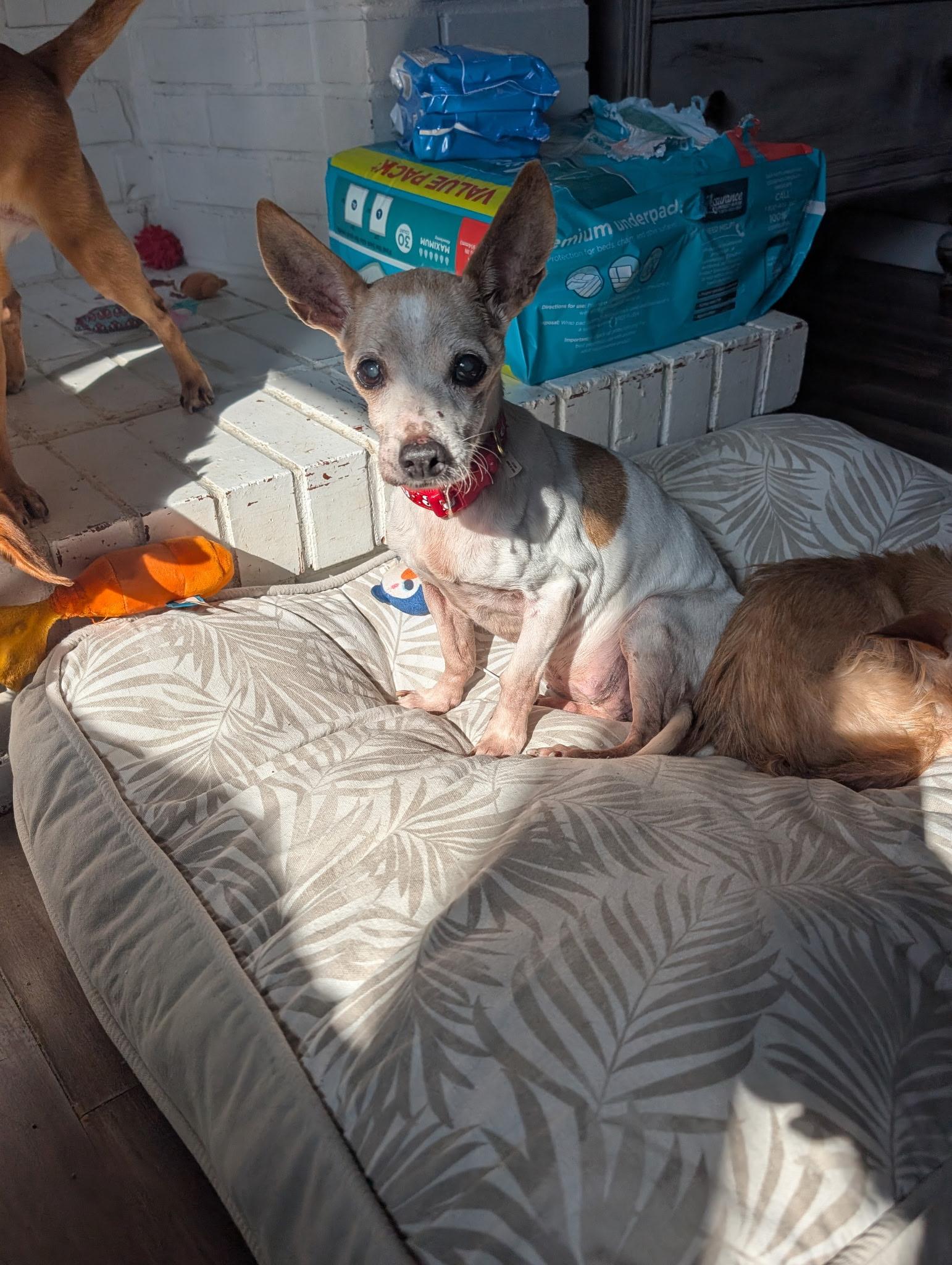 Enlarge Grandma Chi, a Adoptable Chihuahua in Fishkill, NY image 2/4