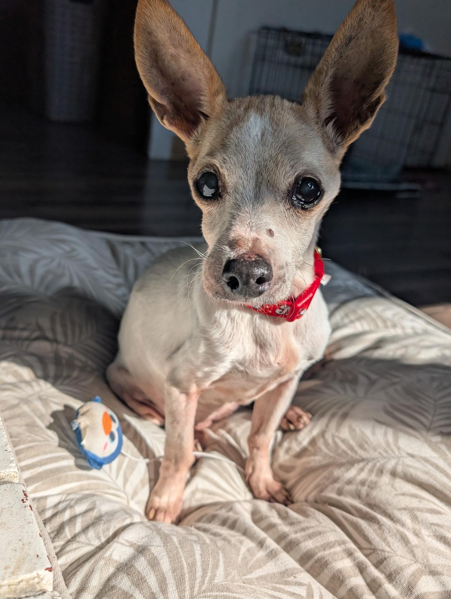 Grandma Chi, Adoptable, Senior Female Chihuahua.