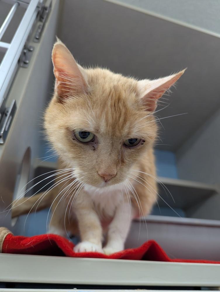 Simon, Adoptable, Senior Male Domestic Short Hair.