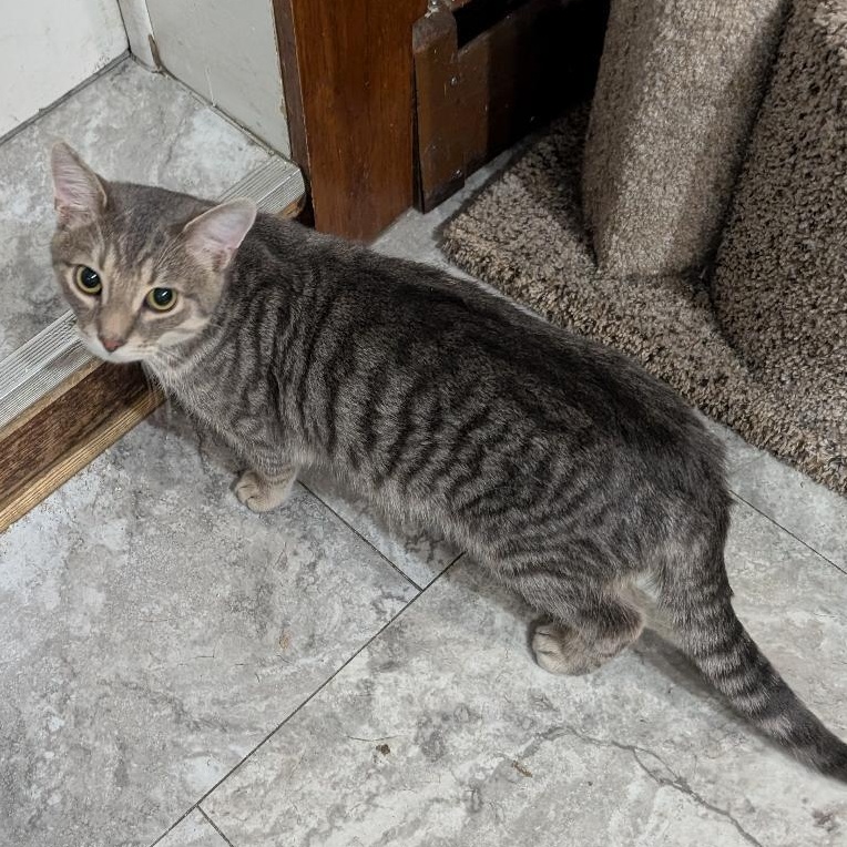 Enlarge Preston, a ADOPTABLE Domestic Short Hair in Reisterstown, MD image 2/4