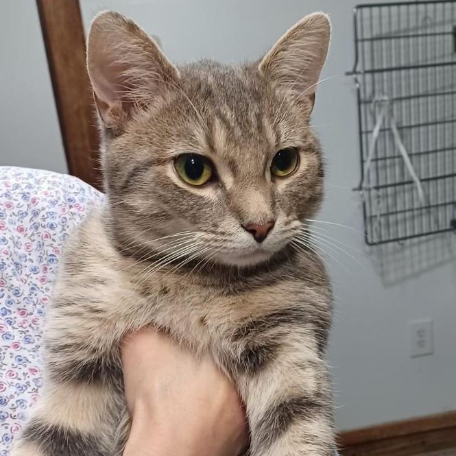 Enlarge Preston, a ADOPTABLE Domestic Short Hair in Reisterstown, MD image 1/4