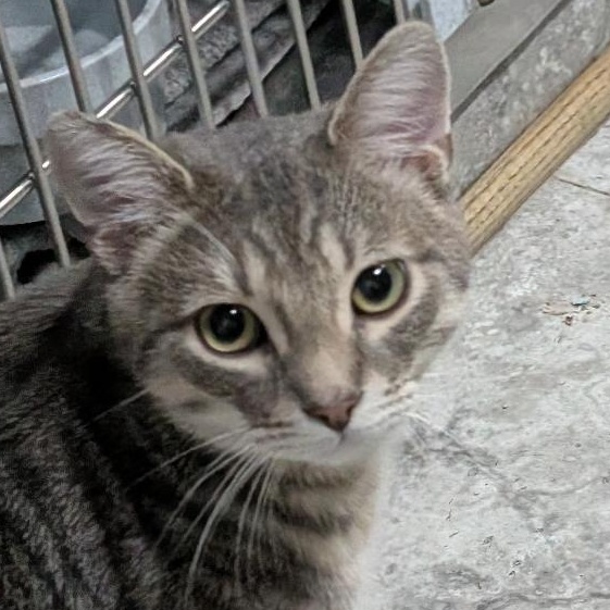 Enlarge Preston, a ADOPTABLE Domestic Short Hair in Reisterstown, MD image 4/4