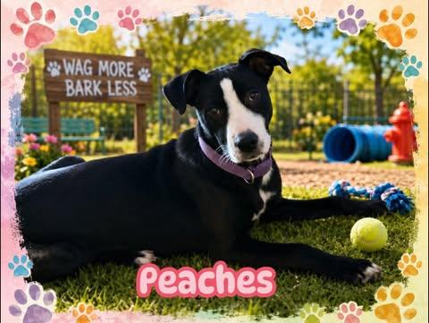 Peaches, Adopted, Puppy Female Labrador Retriever.