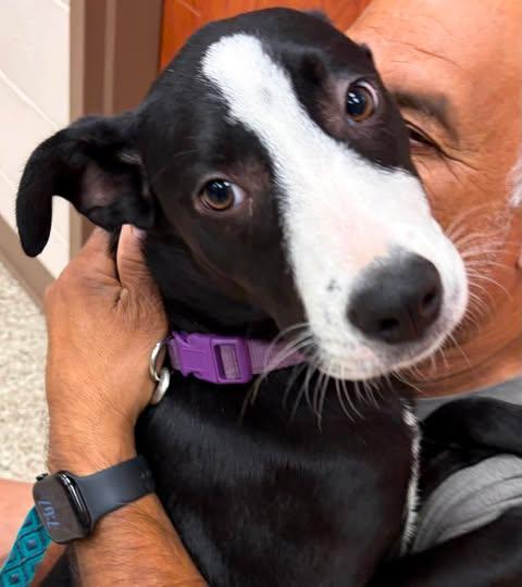 Enlarge Peaches, a Adopted mixed breed in San Antonio, TX image 2/2
