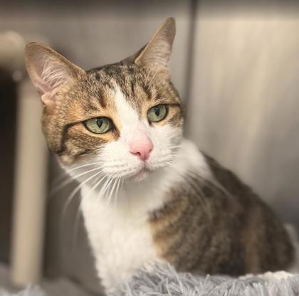 Bella, a Adoptable Domestic Short Hair in Largo, FL image 1/2