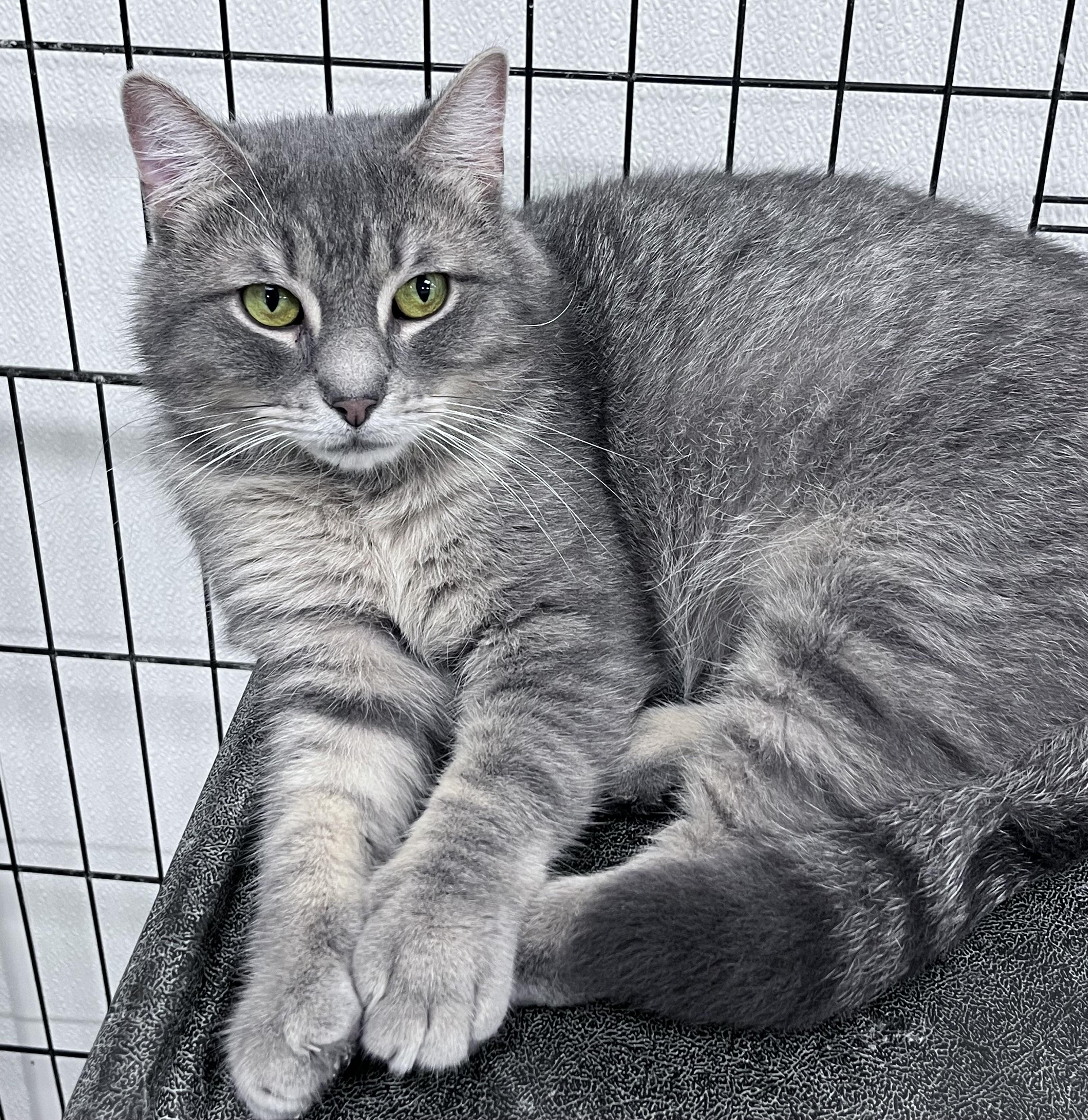 Enlarge Baby Bubby, a Adoptable Domestic Short Hair in Youngstown, OH image 1/2