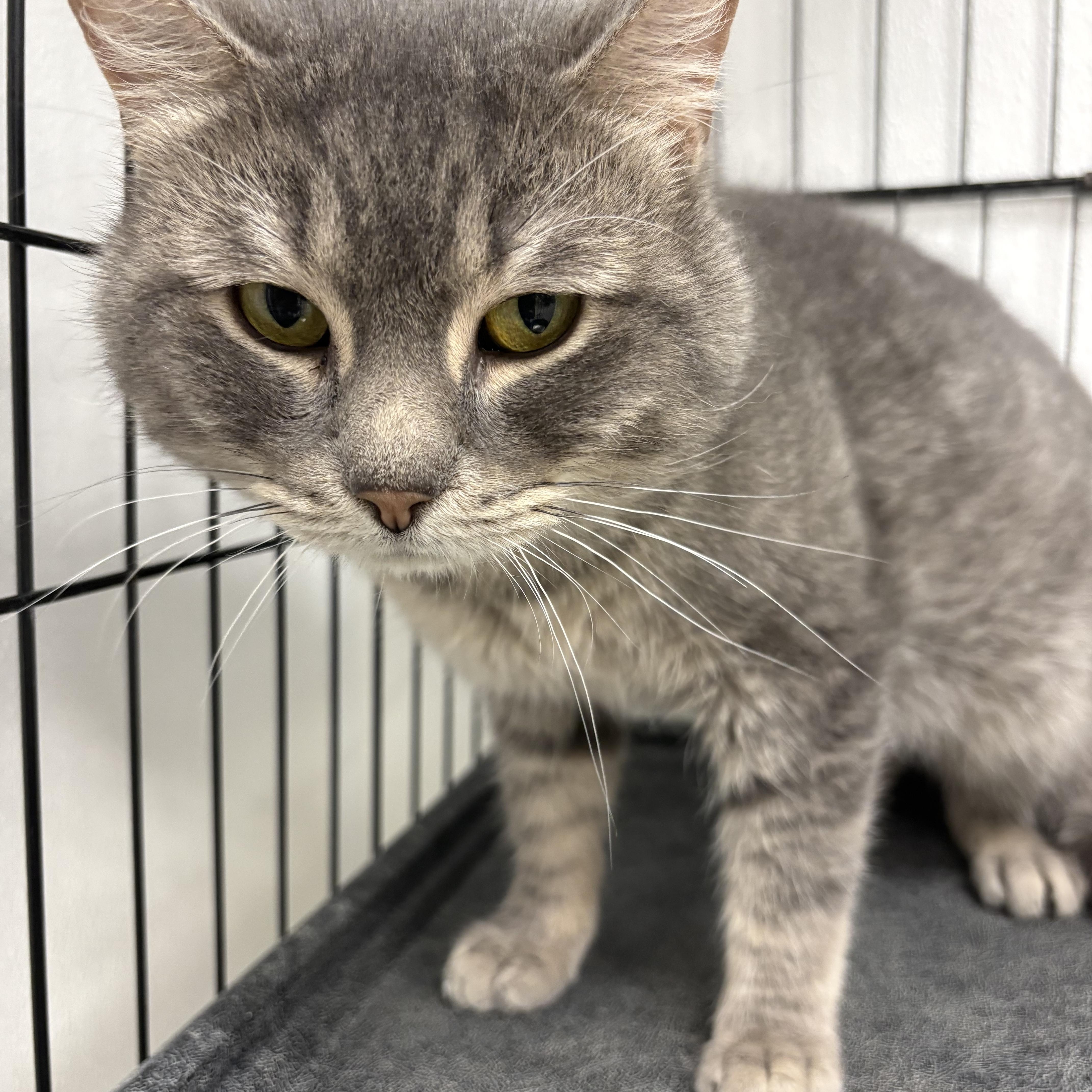 Enlarge Baby Bubby, a Adoptable Domestic Short Hair in Youngstown, OH image 2/2