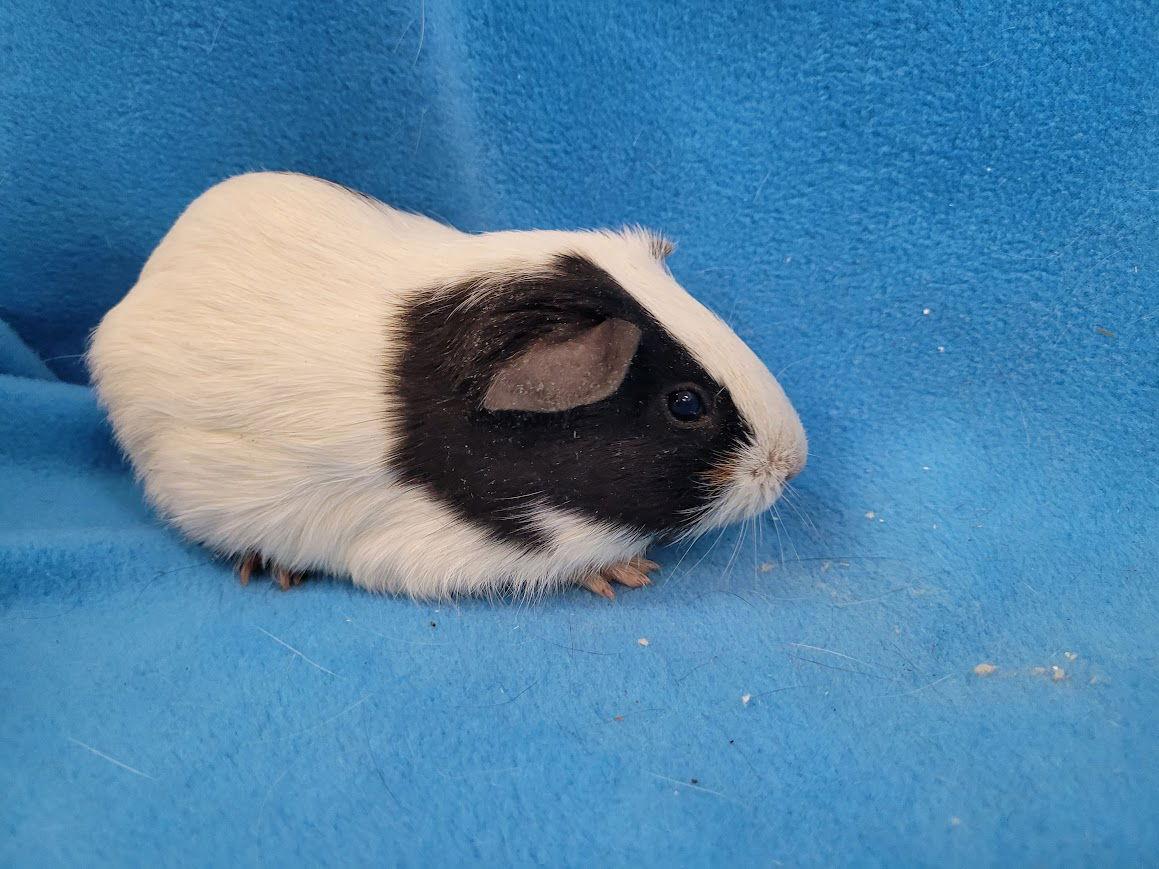 Luigi & Princess Daisy, a Adoptable Guinea Pig in Baton Rouge, LA image 1/2