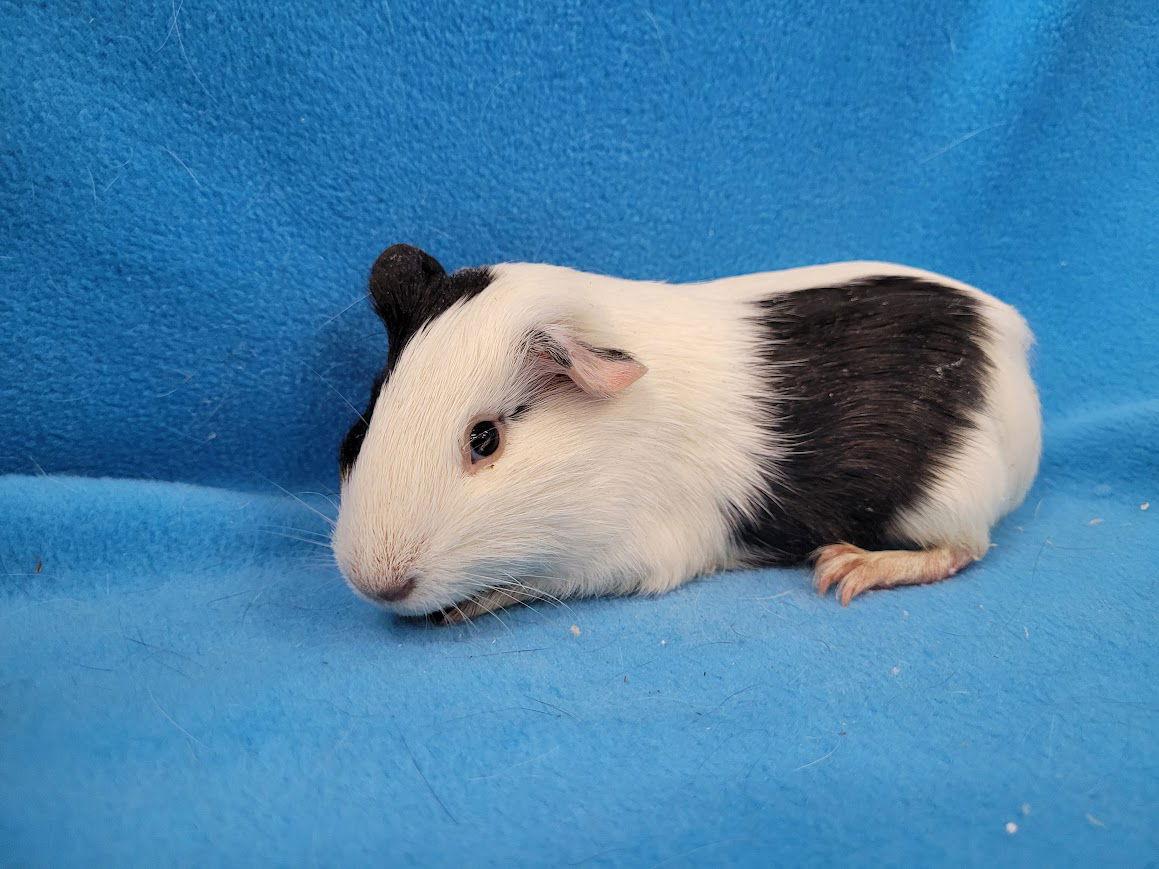 Luigi & Princess Daisy, a Adoptable Guinea Pig in Baton Rouge, LA image 2/2