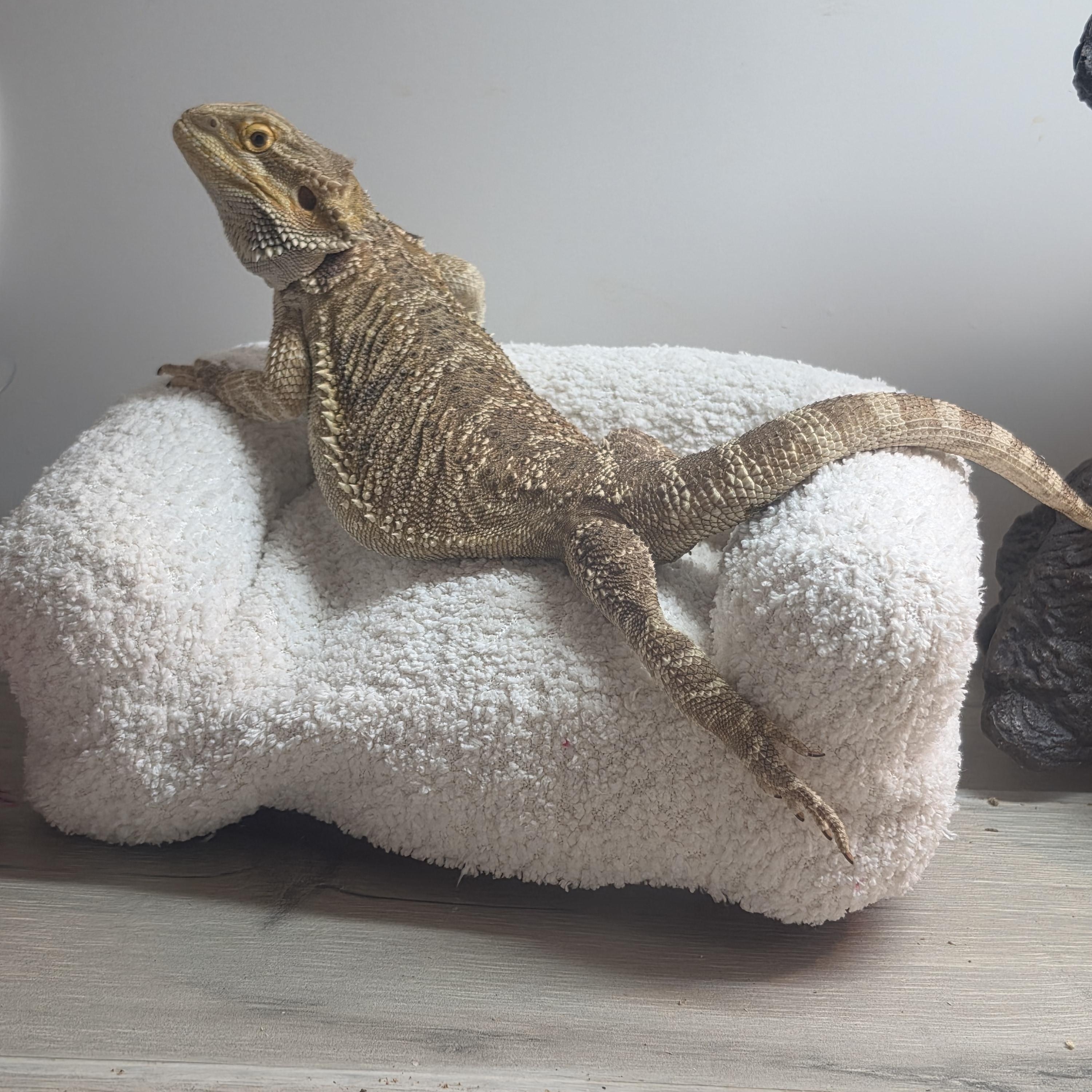 Ray, ADOPTABLE, Adult Female Bearded Dragon.