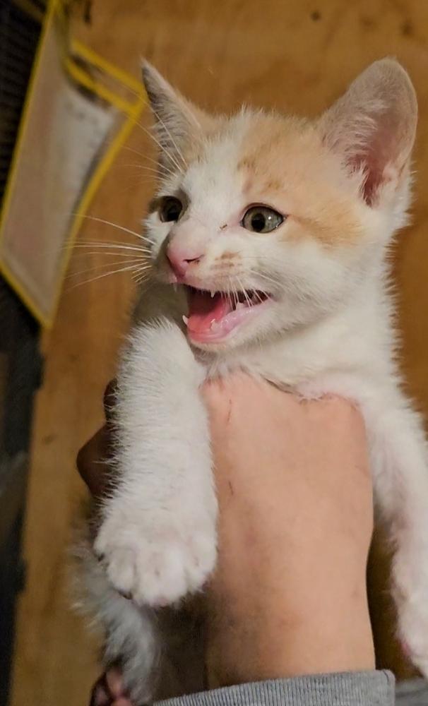 Potter, Adoptable, Young Male Domestic Short Hair.