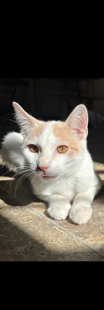 Potter, a Adoptable Domestic Short Hair in Thatcher, AZ image 2/2