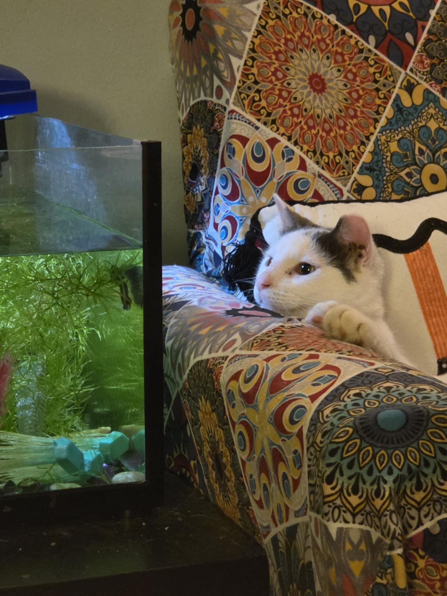 Mia, a Adoptable Domestic Short Hair in Milwaukee, WI image 2/5