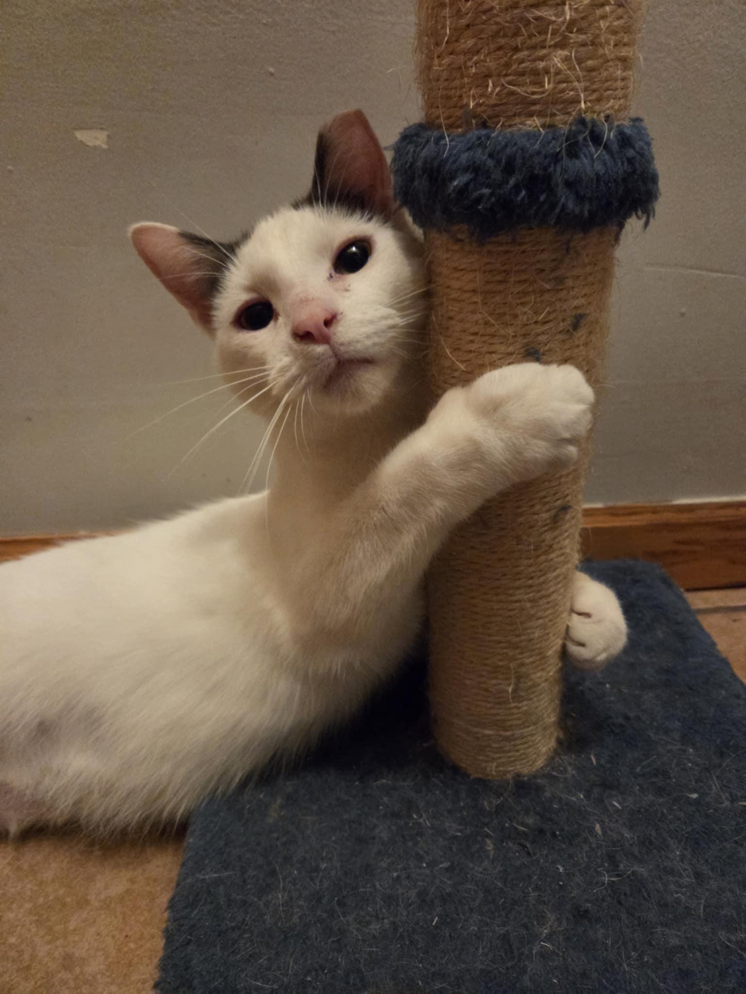 Mia, a Adoptable Domestic Short Hair in Milwaukee, WI image 3/5