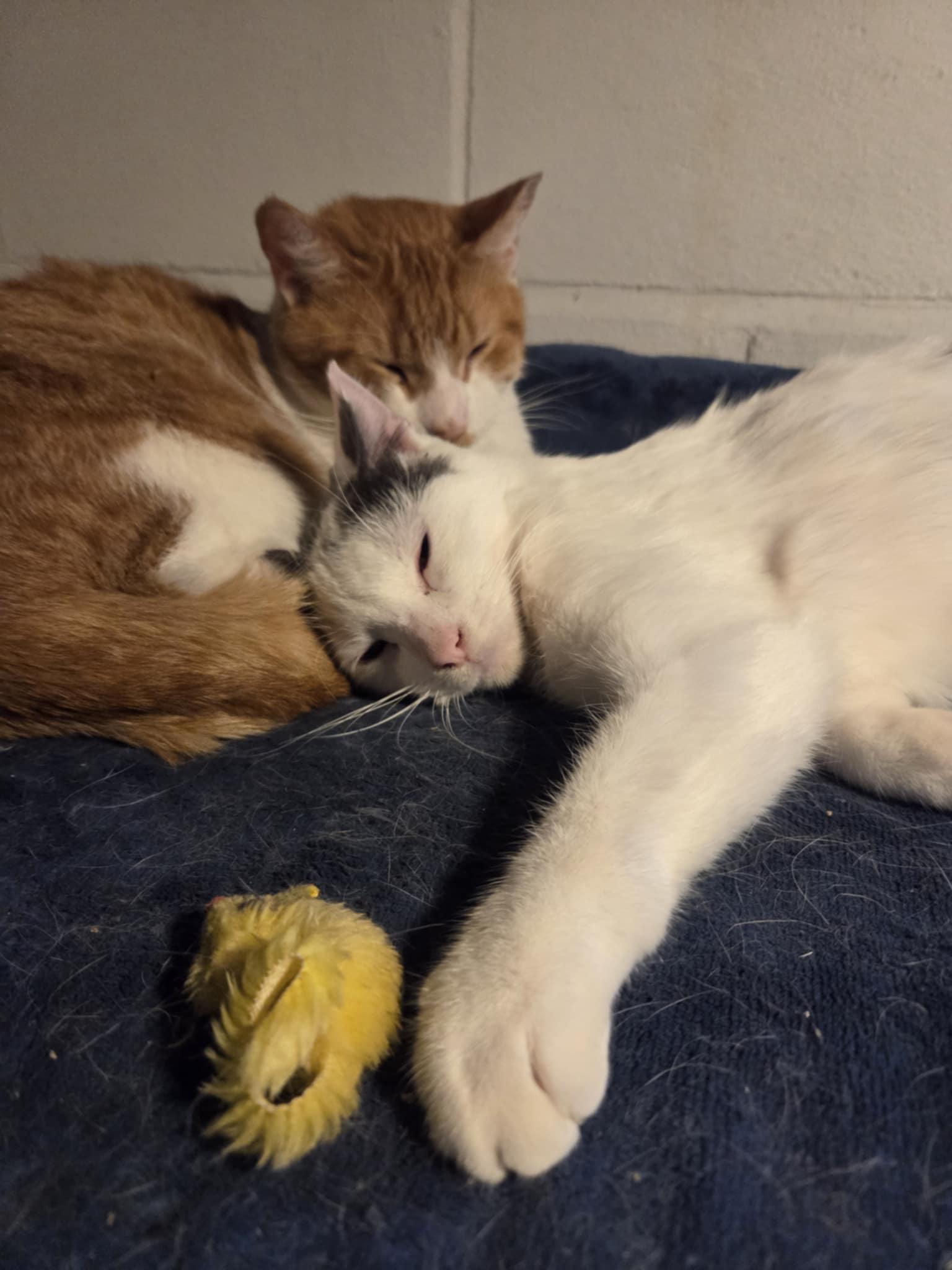 Mia, a Adoptable Domestic Short Hair in Milwaukee, WI image 5/5