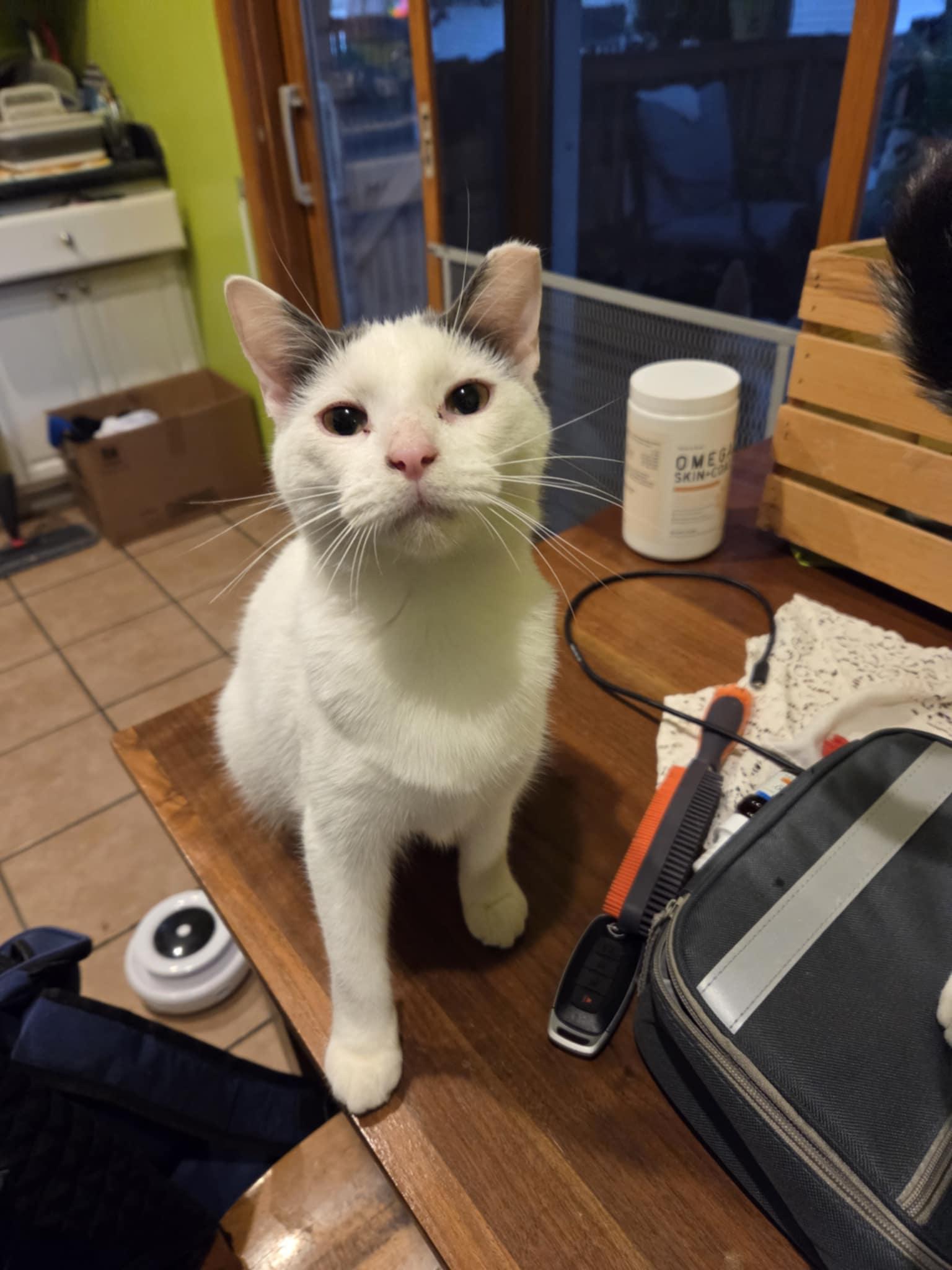 Mia, a Adoptable Domestic Short Hair in Milwaukee, WI image 1/5